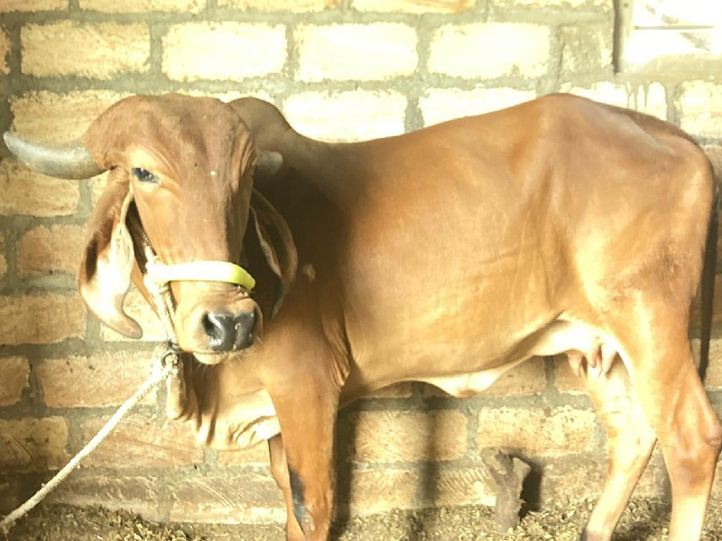 દેશિ ગાય