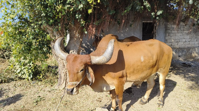 તમામ જવાબ દારી