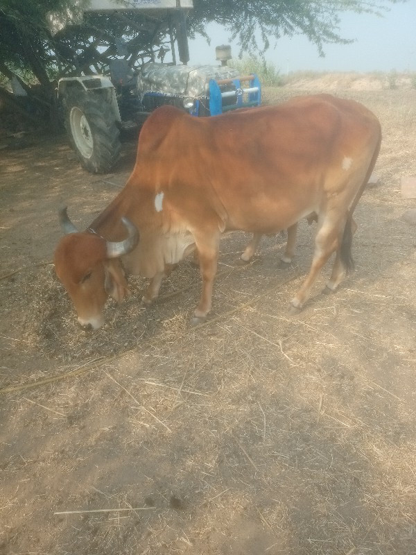 ગાય વેચવાની છે