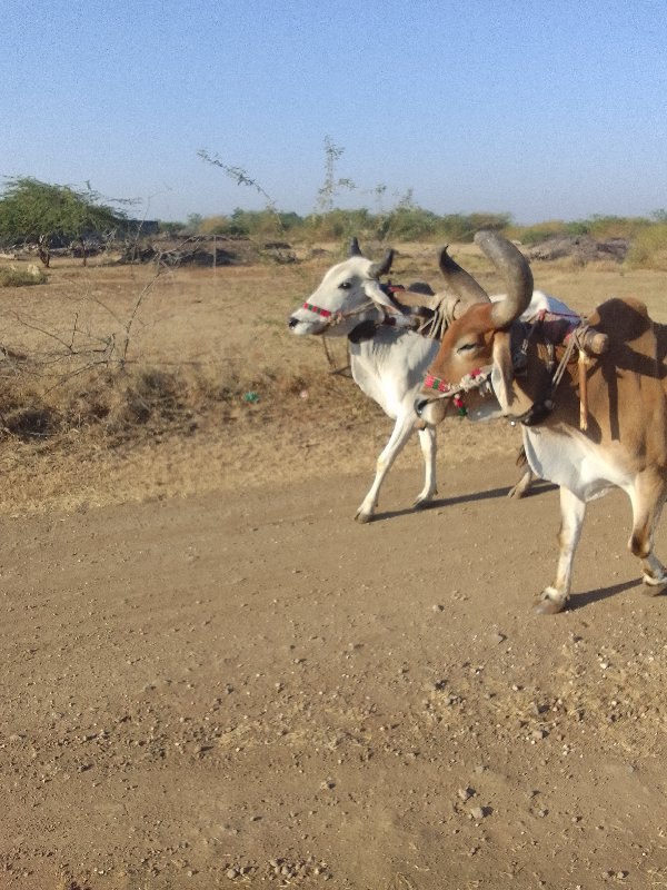 બળદ વેચવાના છે