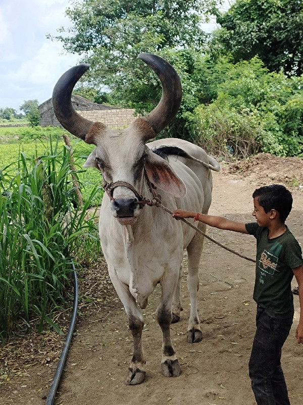 બળદ વેચવાનો છે