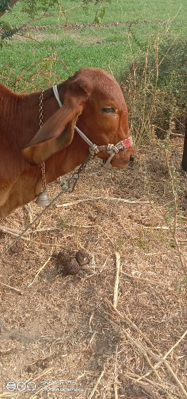 2વાસડી વેચવાની...