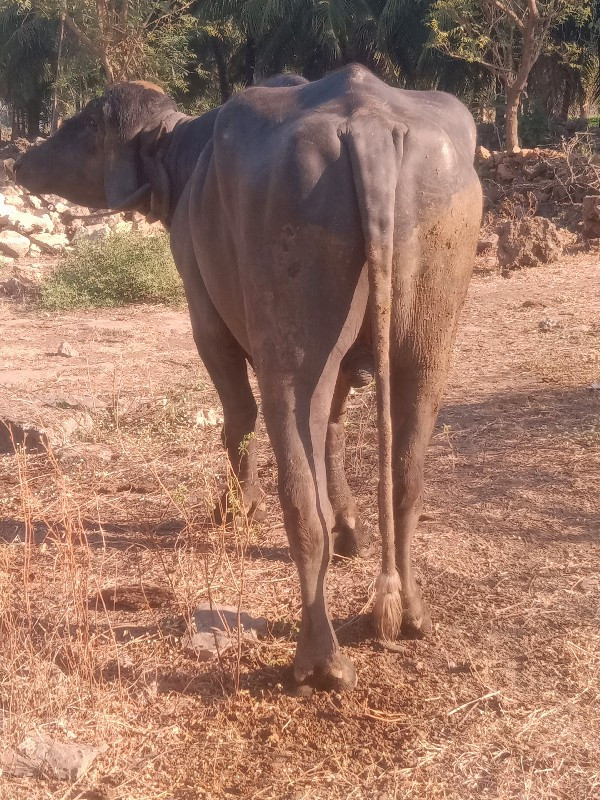 પાડો વેચવાનો છે