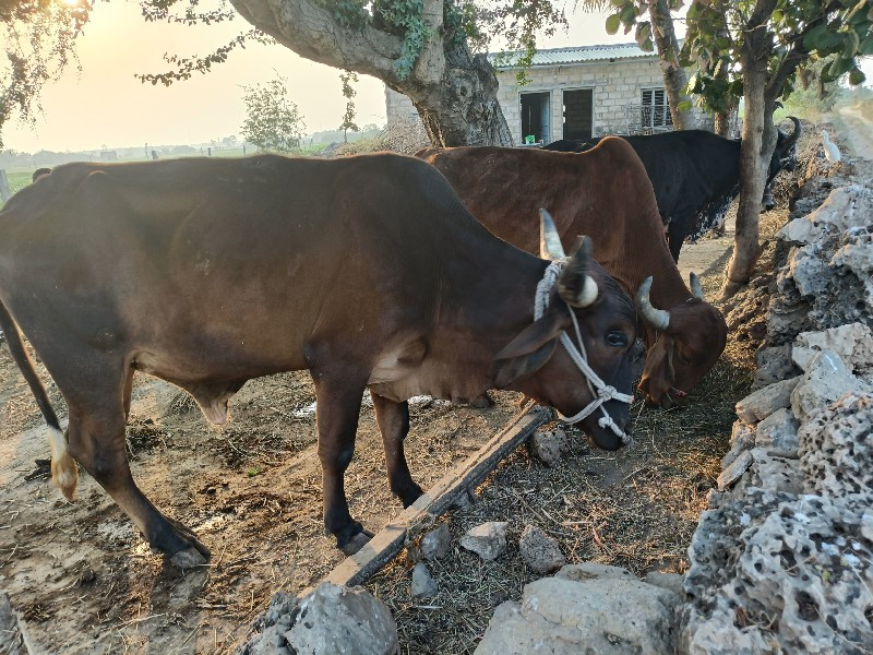 ગોધલા