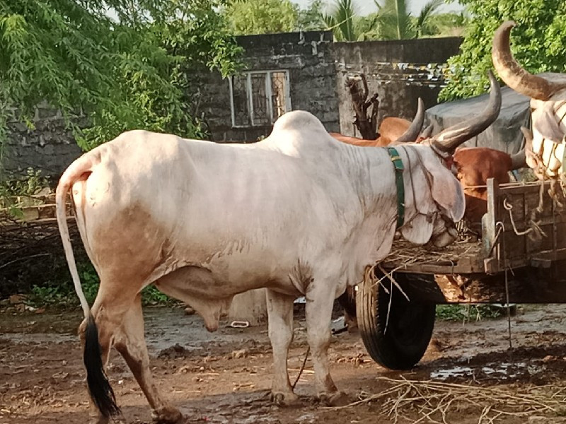 બળદ વેચવાના છે