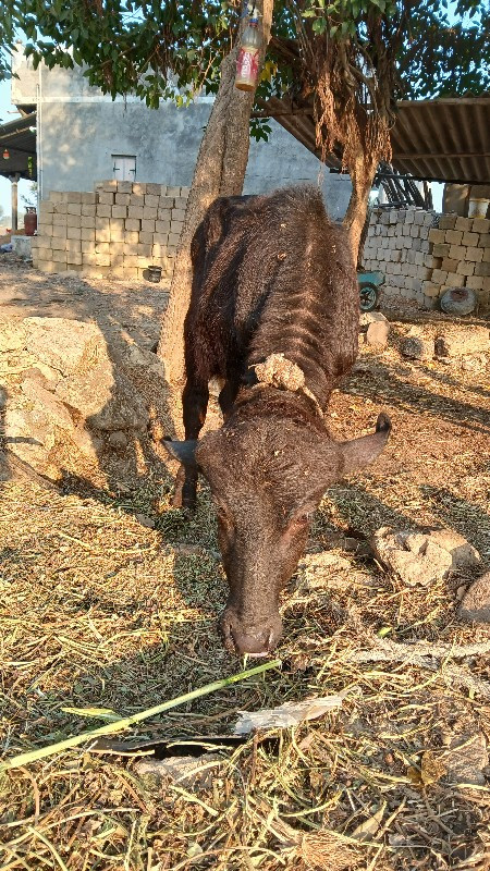 पाड़ा ના સાટામા...