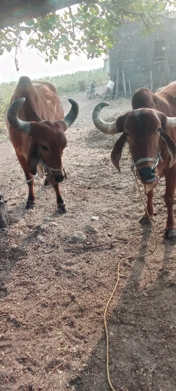 બરધ્ધવેસ્કવાનાછ...