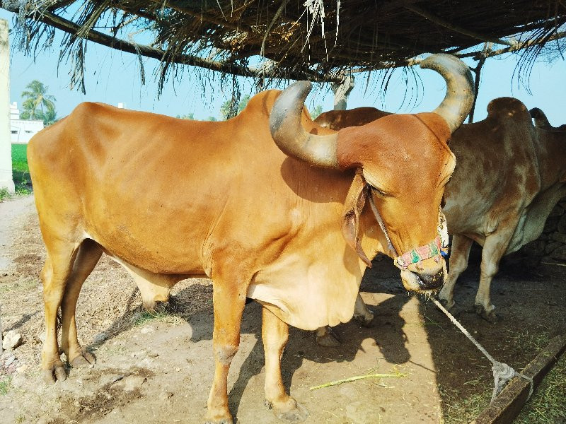 બળદ વેચવાના છે