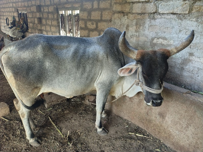 ગાય વેચવાની છે