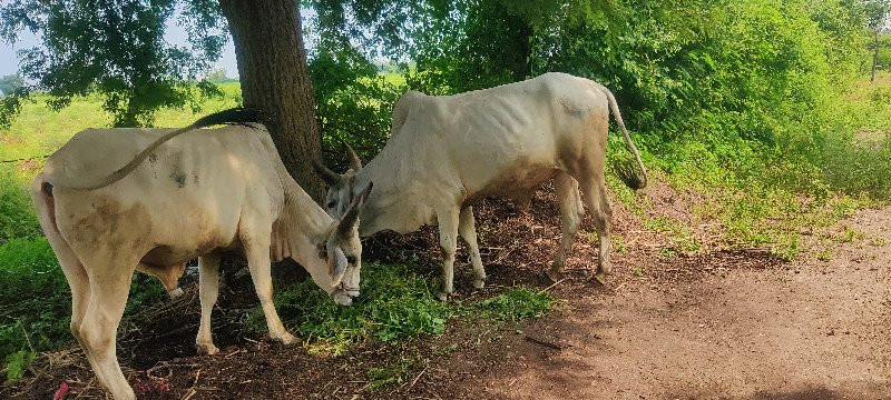 ગોઢલા વેચવાના છ...