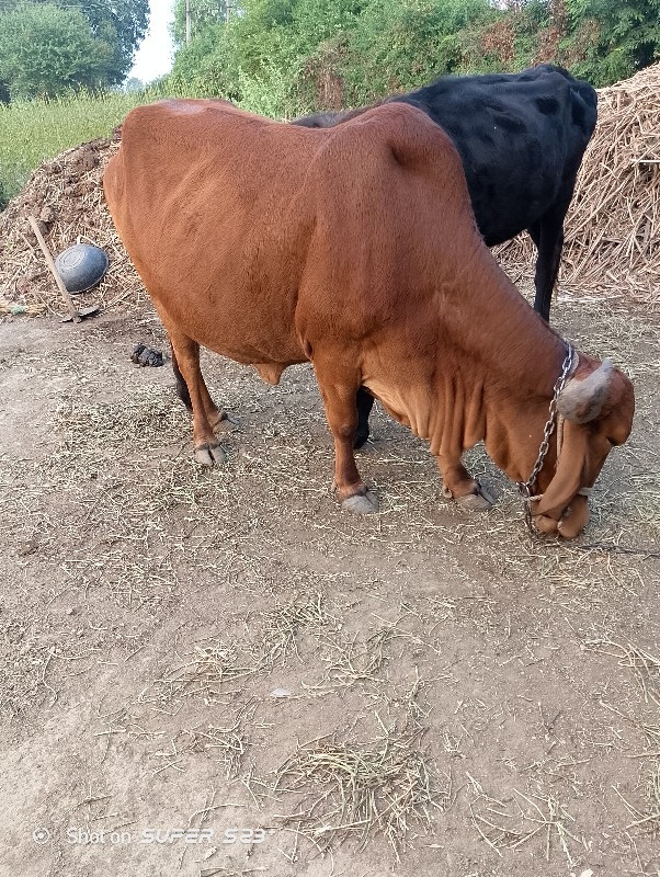 desi gir cow