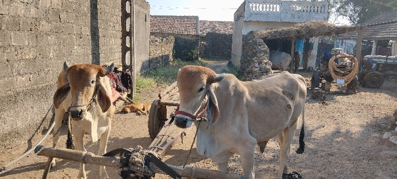 ગોઢલા વેચવાના છ...