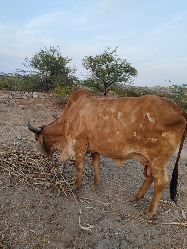 ગાય વેચવાની સે