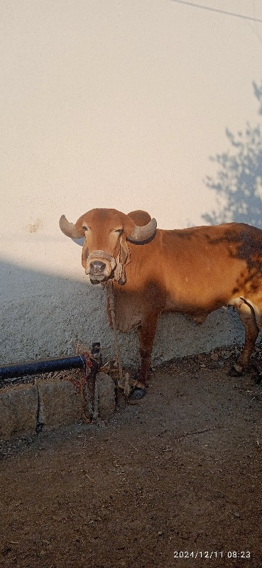 ગીર ગાય વેચવાની...