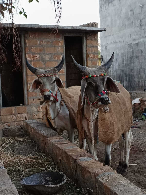 ગોઢલા વેચવાના છ...