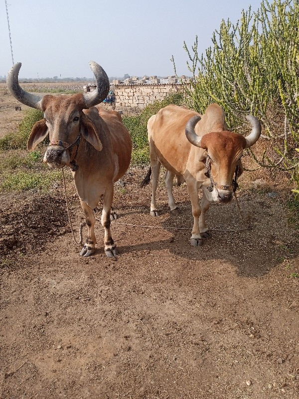 બળદ વેચવા ના છે