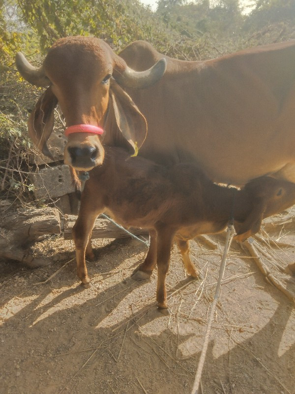 ગાય.  વેશવાની છ...