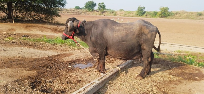 વેચવા ની