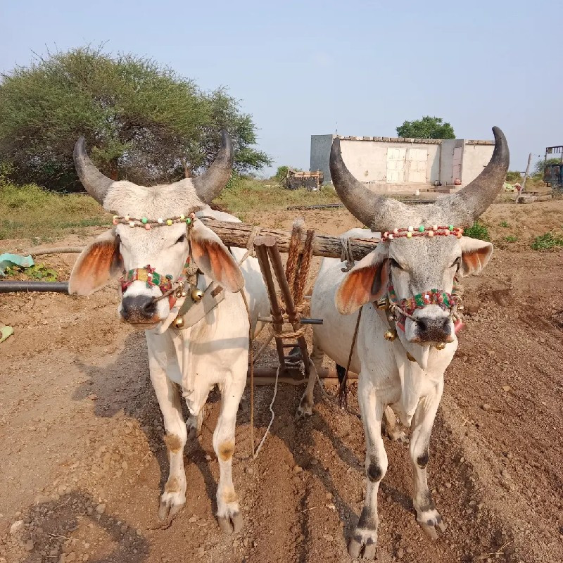 બળદ વેચવાના છે