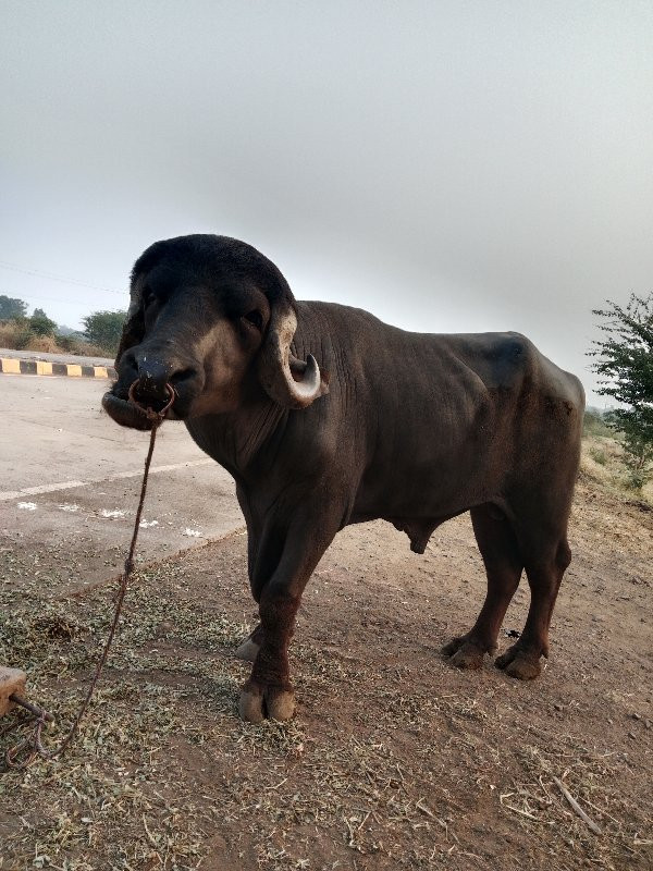 પાડો વેચવાનો સે...