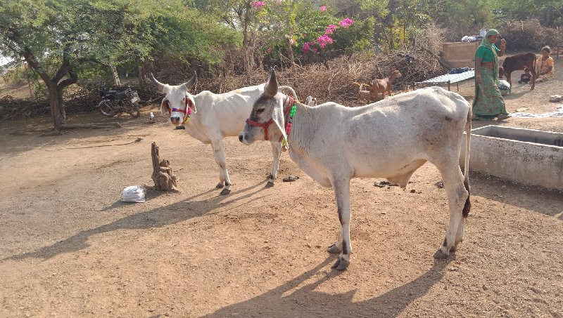 chalo Junagarh...