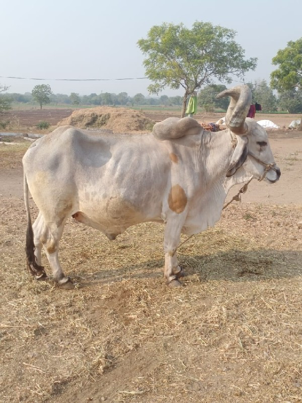 બળદ વેચવાનો છે