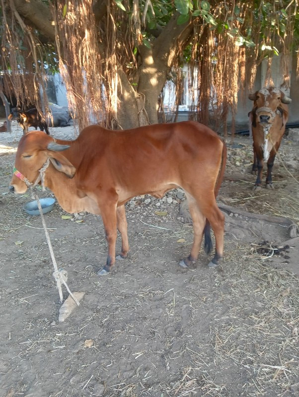 ગાય વેચવાની છે