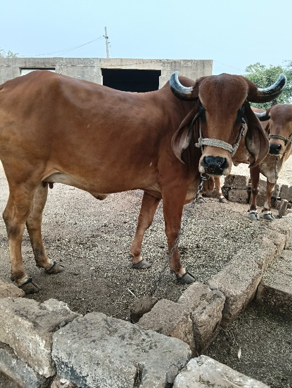 હોડકિ વેચવા ની...