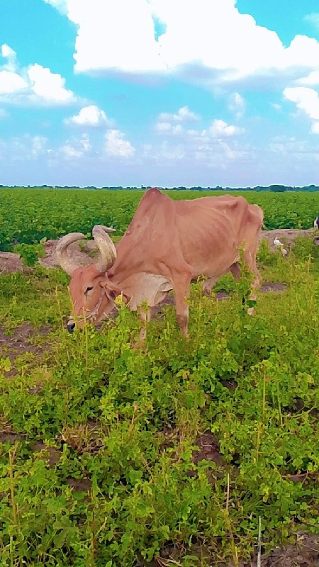 બળદ દેવાનાછે