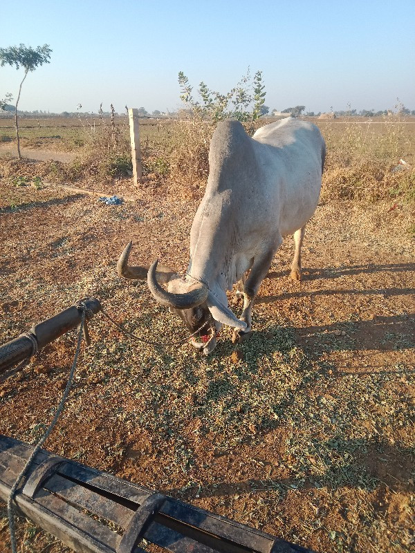 બળદ વેચવાનો છે