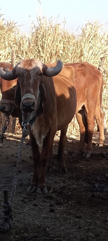 પેલું વેતર ગીર...