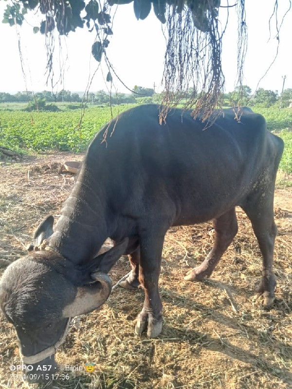 વેચવાનિ છે