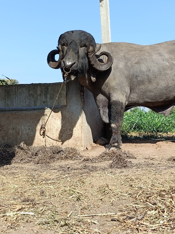 પાડો વેચવાનો છે