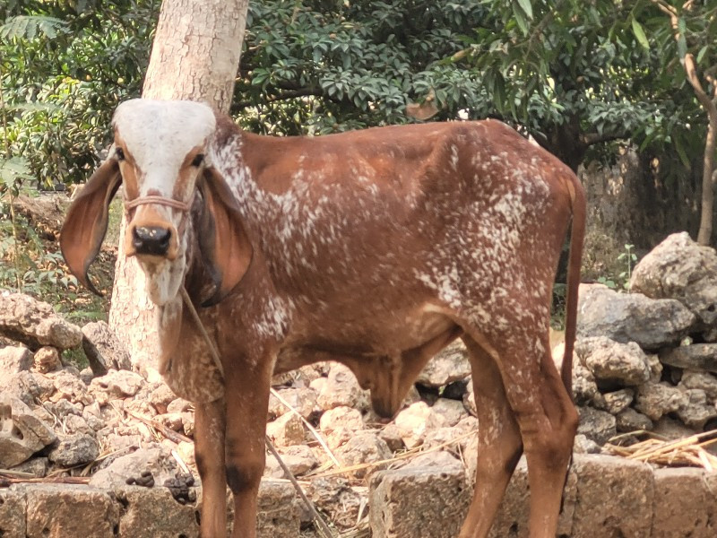 વાસડો દેવાનો છે...