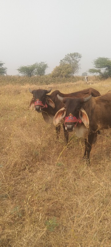 ગોઢલા વેસ્વનાં...