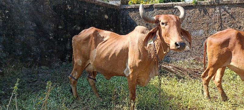 દેશી ગાય