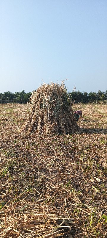 સાર વેસવાની છે.