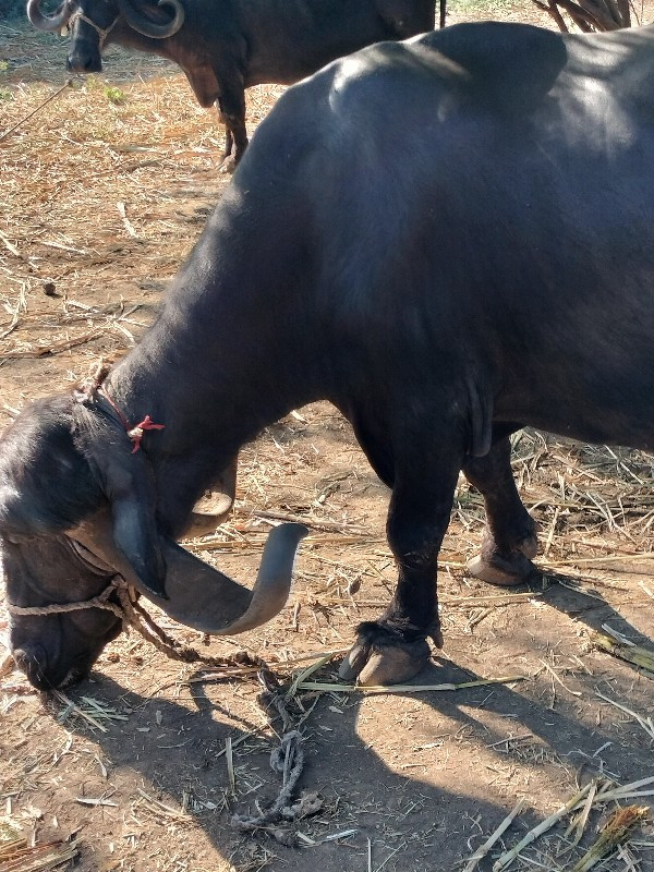 ભેંસ વેચવાની છે