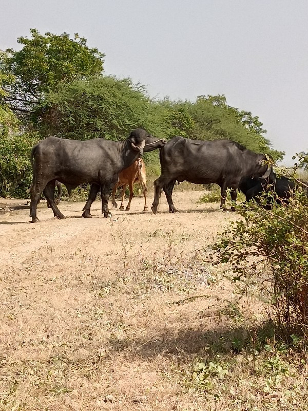 દાવ પાડો વેચવાન...