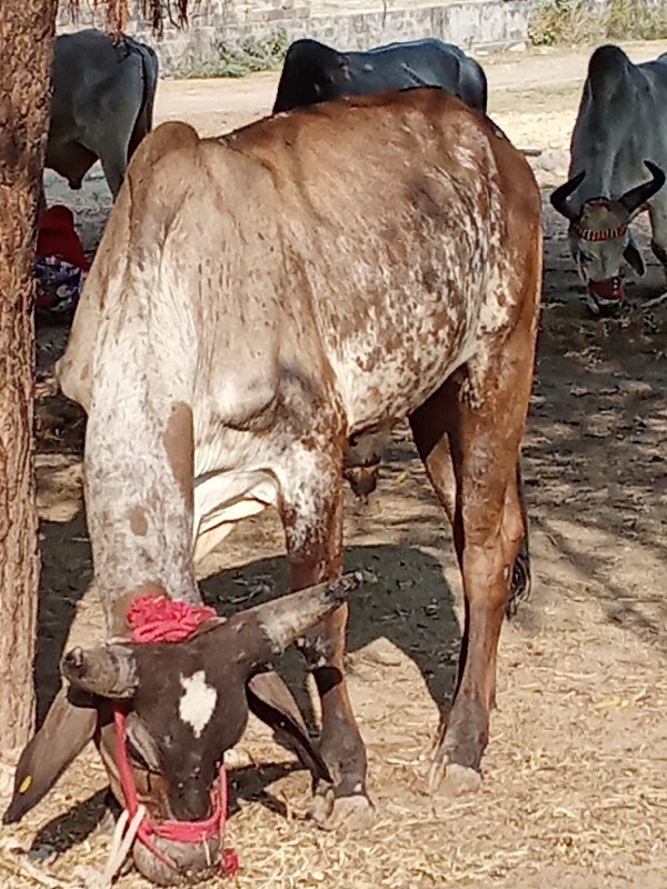 ગોઢલા વેચવાના છ...