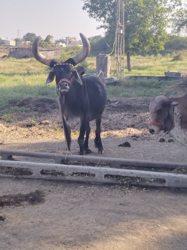 ગોઢલો વેચવાનો છ...