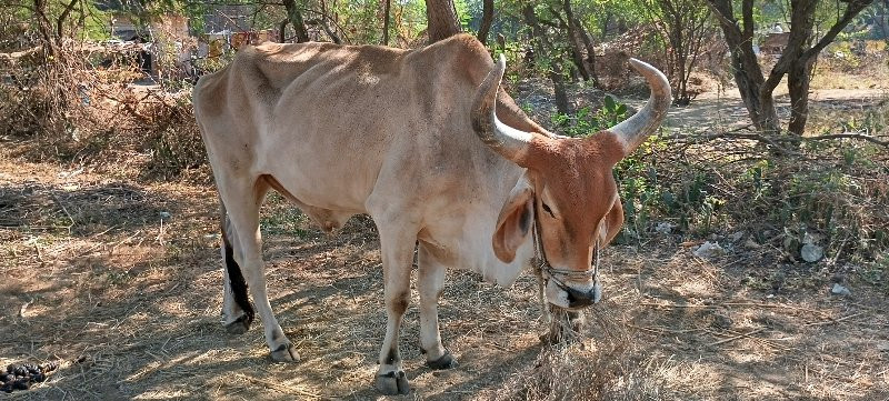 બળદ વેચવાનો છે