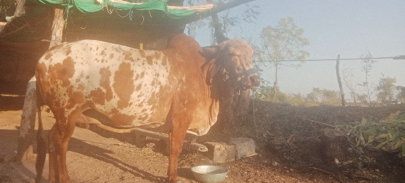 ગાય વેચવાની છે...