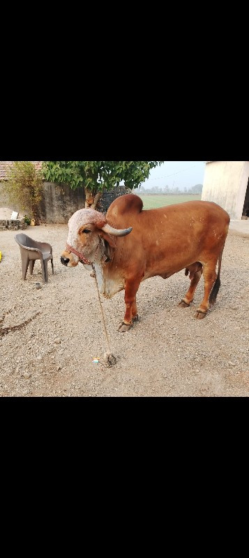 વેસવાનીસે