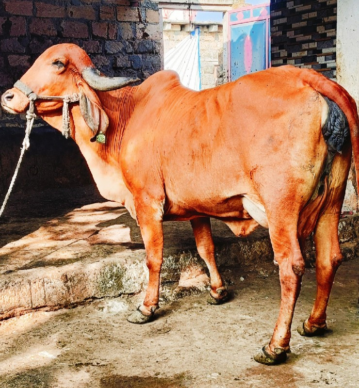 ગીર ગાય વેસવાની...