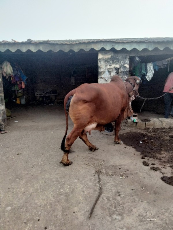 ગીર ગાય