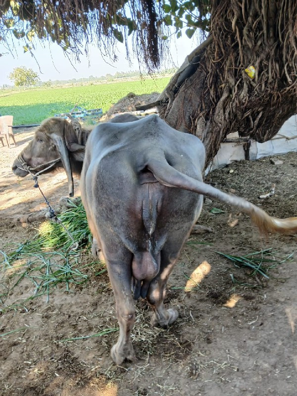 ભુરીભેશ વેચવાની...