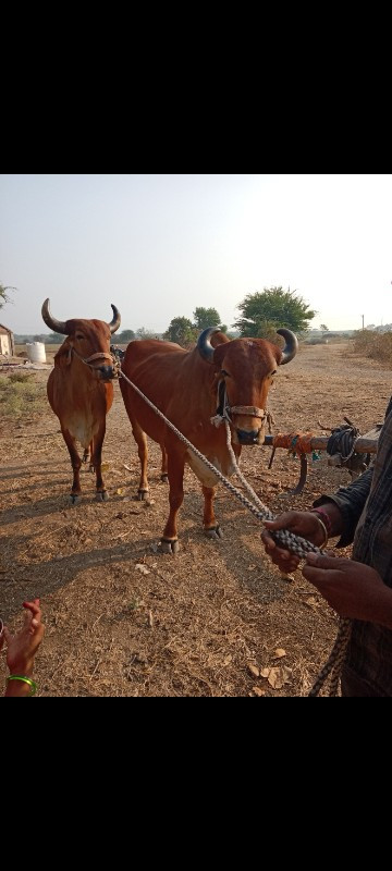 સાવ સોજા છે