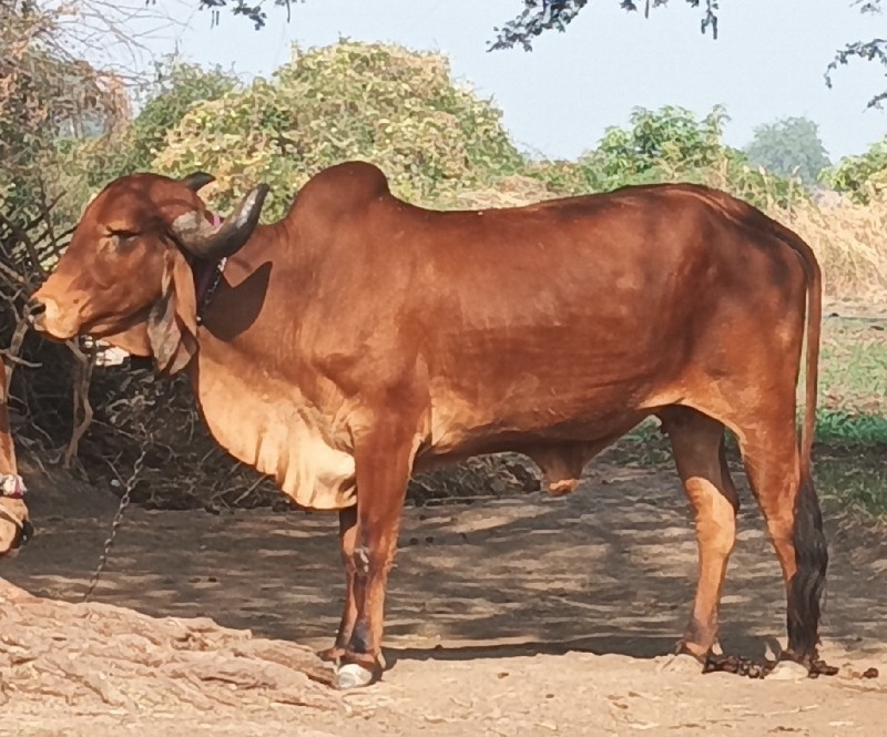 ગીર ગાય વેચવાની...