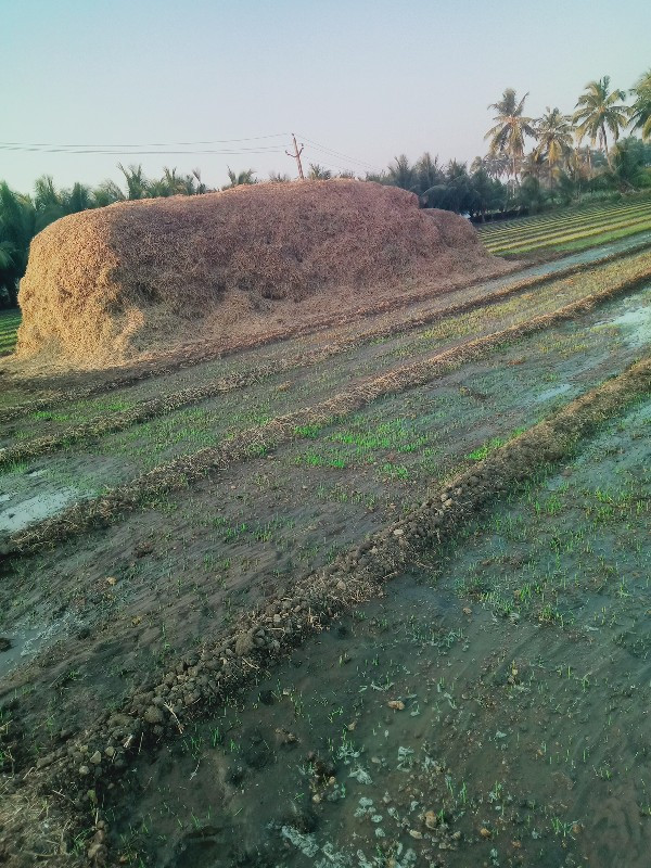 પાલો વેચવાનો છે